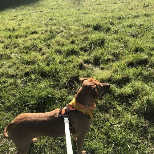 Carmelita thumbnail 4