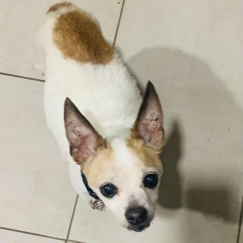 Diablo Maverick thumbnail 2