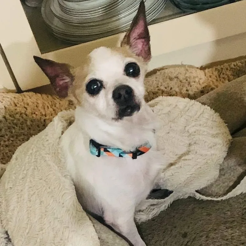 Diablo Maverick thumbnail 3