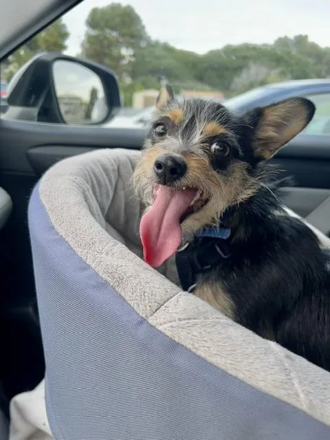 Wolfgang thumbnail 2