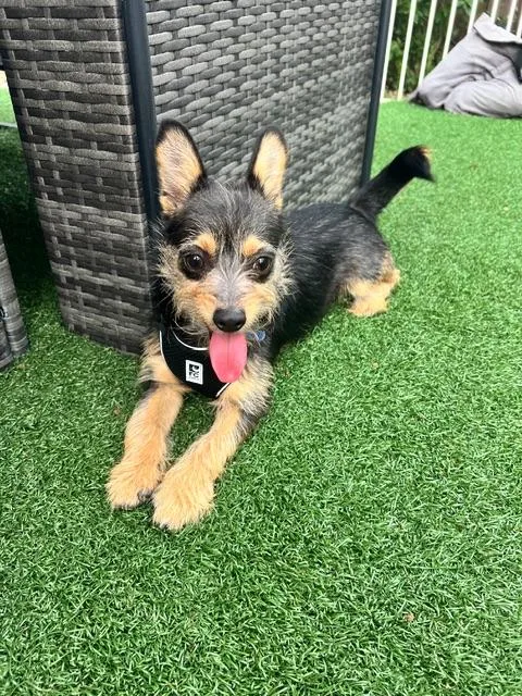 Wolfgang thumbnail 4