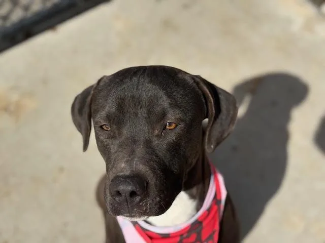 Sinclair thumbnail 2