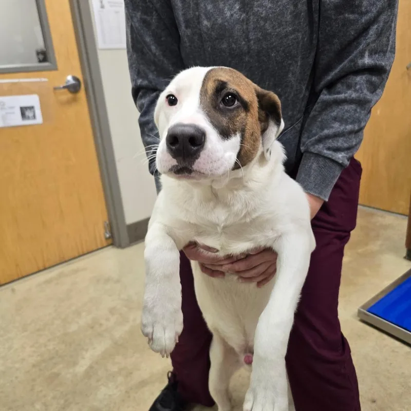 Spade  T thumbnail 4