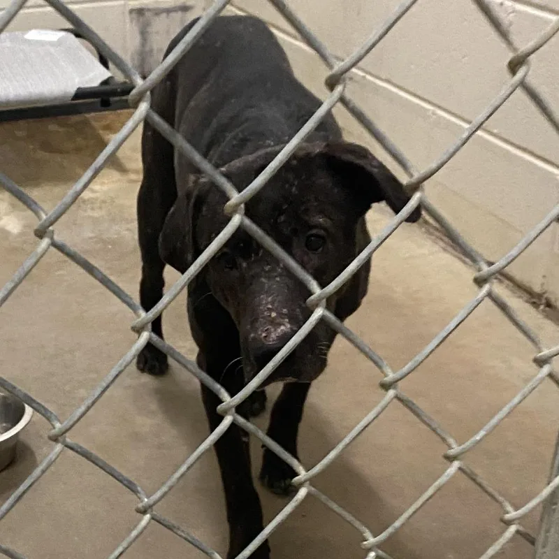 Sahara  U thumbnail 3