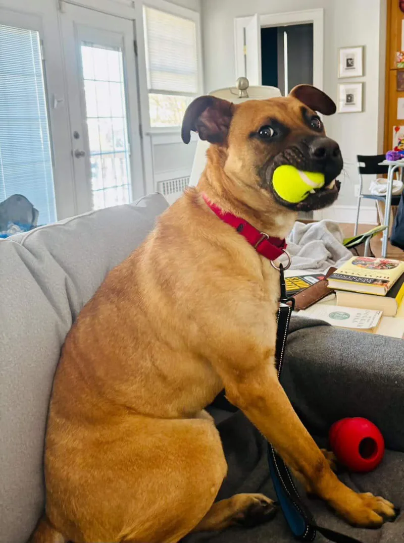 Scooby Doo thumbnail 2