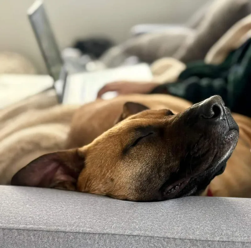 Scooby Doo thumbnail 3