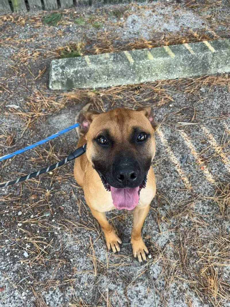 Scooby Doo thumbnail 4