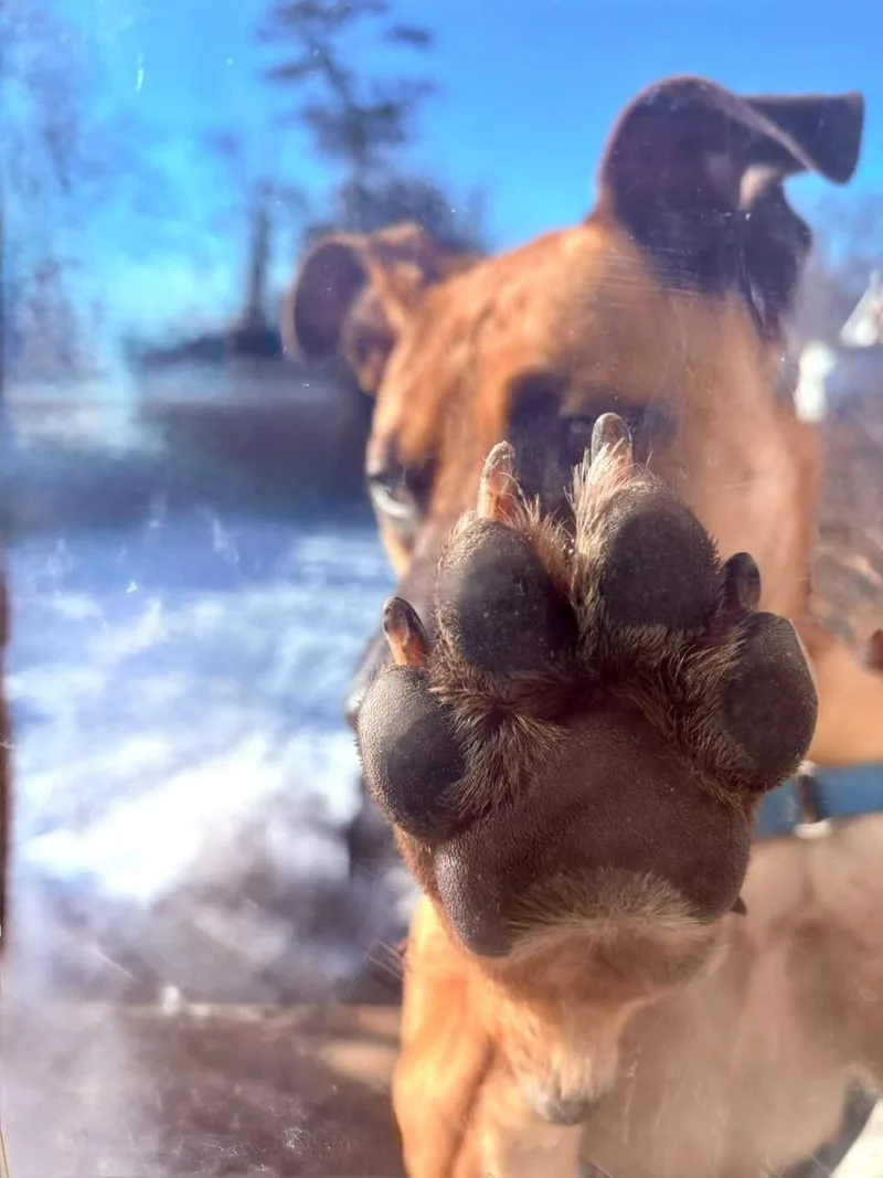 Scooby Doo thumbnail 6