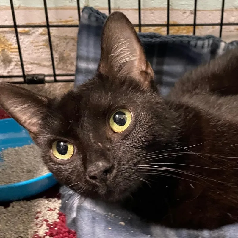 An adult medium-sized female Black Domestic Short Hair cat named Opal for adoption in Mount Juliet, TN