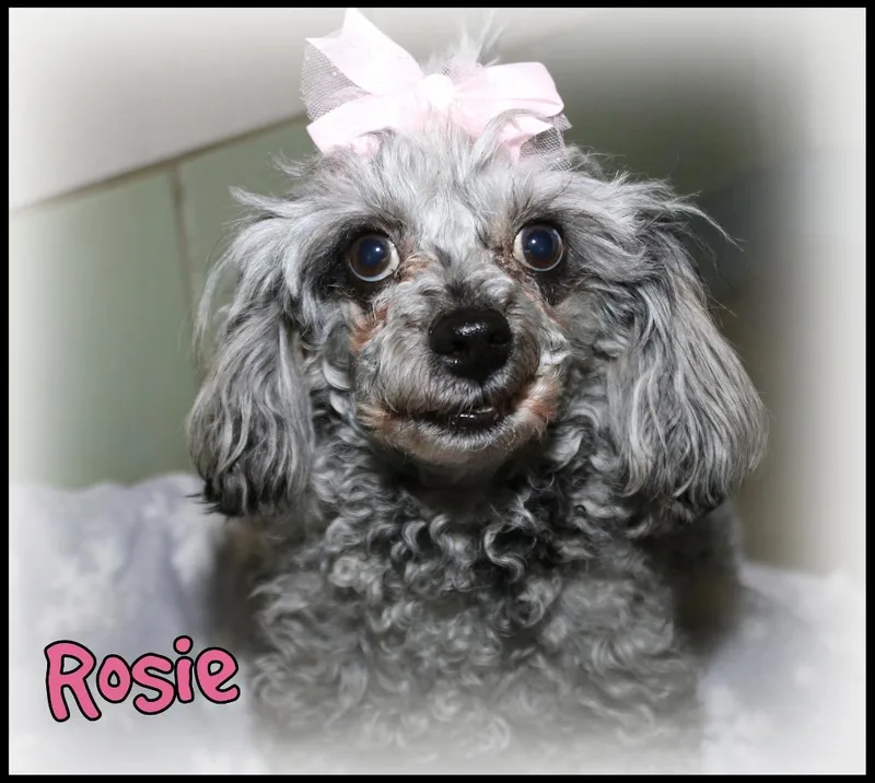 Rosie thumbnail 2