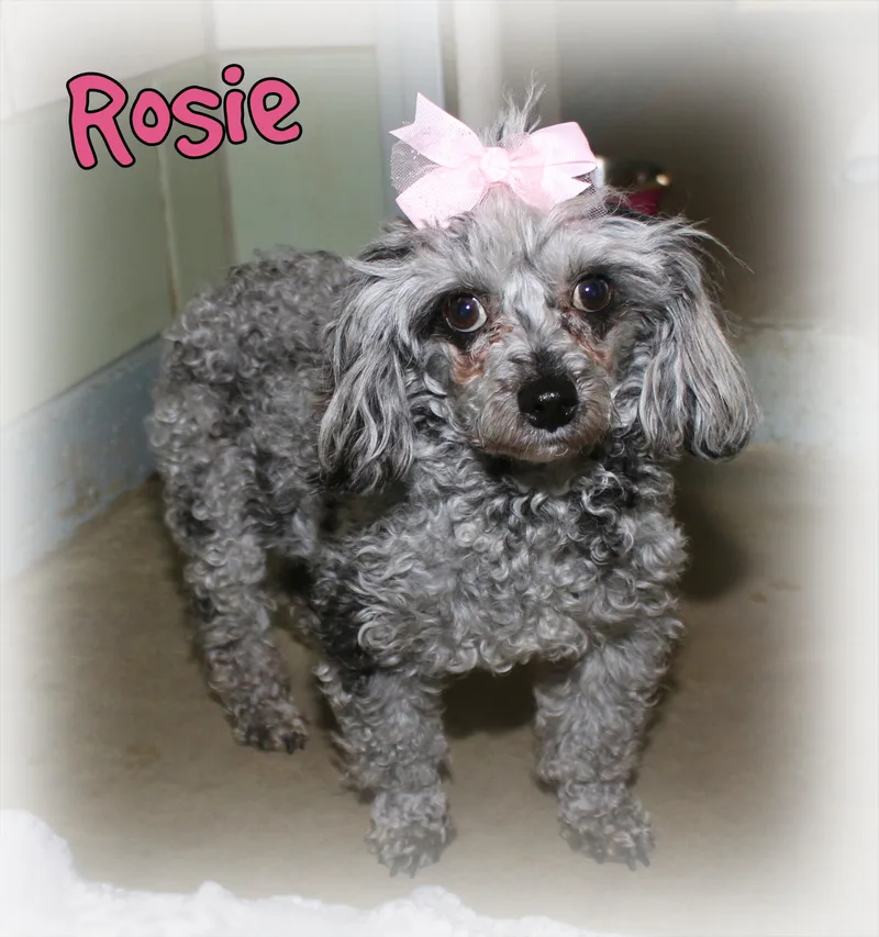 Rosie thumbnail 3