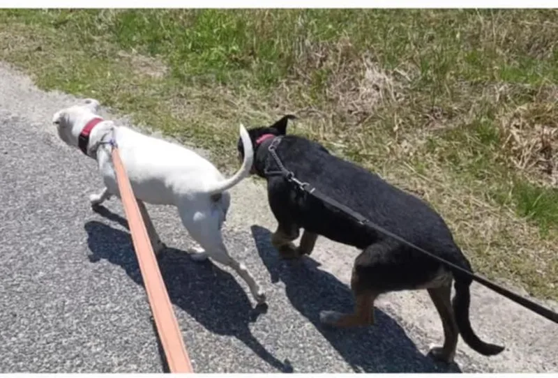 Everleigh thumbnail 3