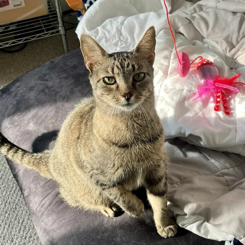 King Arthur thumbnail 2