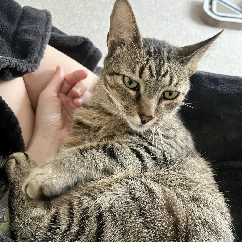 King Arthur thumbnail 3