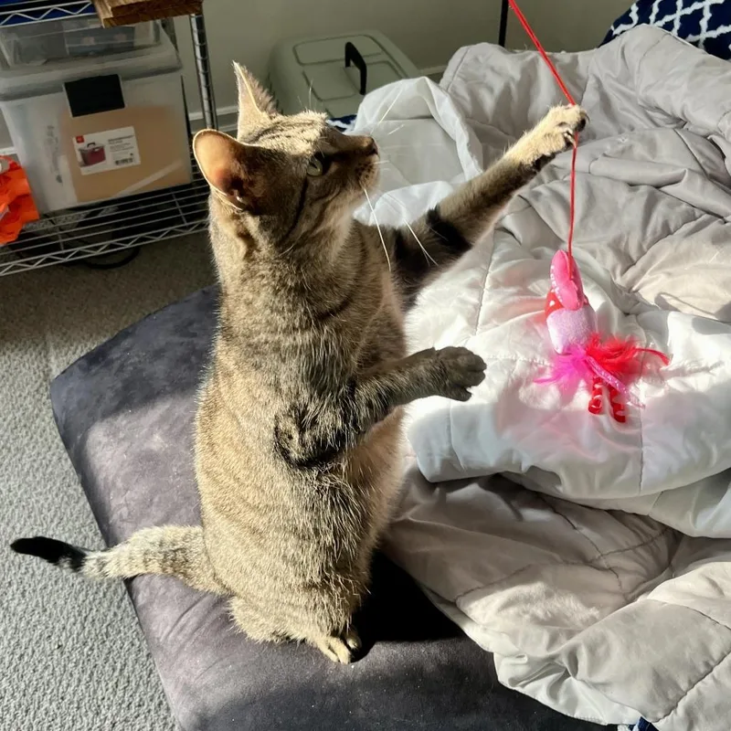 King Arthur thumbnail 4