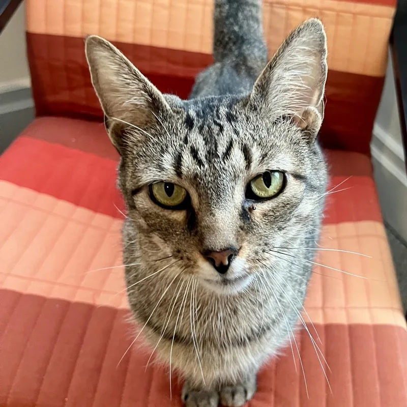 King Arthur thumbnail 5