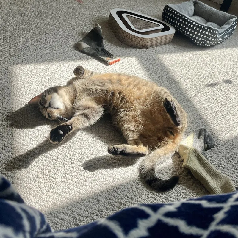 King Arthur thumbnail 6