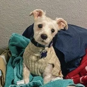 Maxx Rebo thumbnail 2