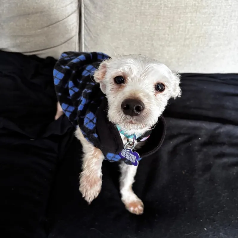 Maxx Rebo thumbnail 4