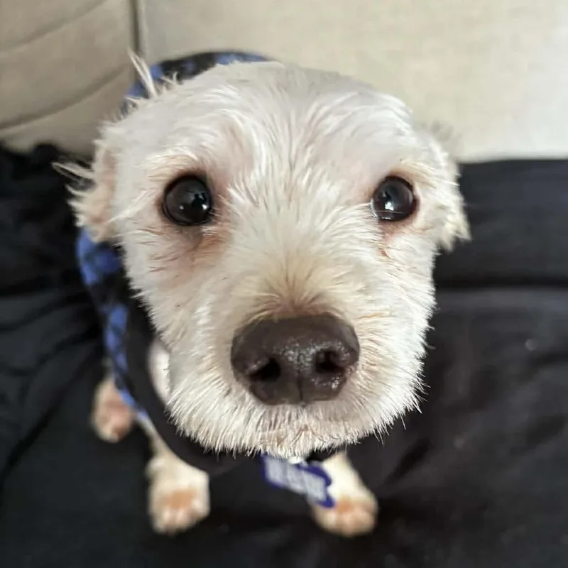 Maxx Rebo thumbnail 5