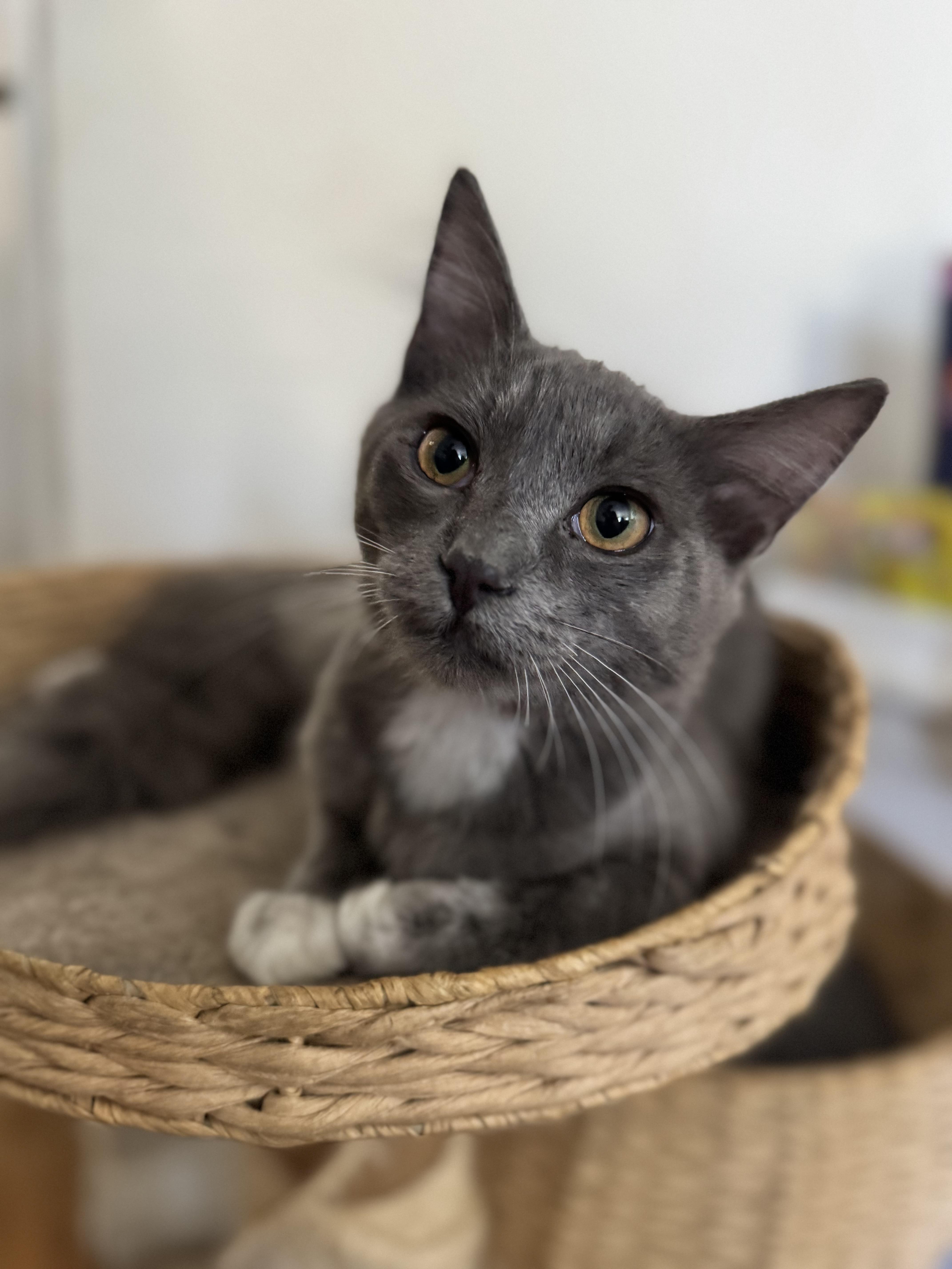 A young medium-sized male Gray & White Domestic Long Hair cat named Hayes for adoption in Riverside, CA