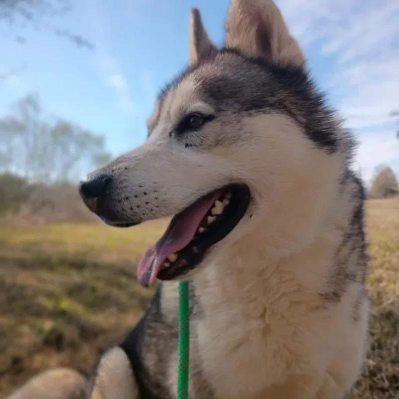 Cas