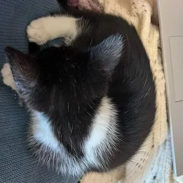 Naboo Randolph Ropitibopiti thumbnail 3