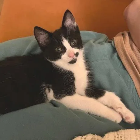 Naboo Randolph Ropitibopiti thumbnail 5