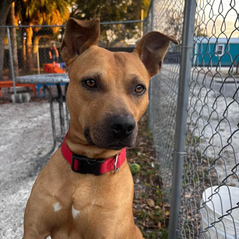 The Joker thumbnail 2