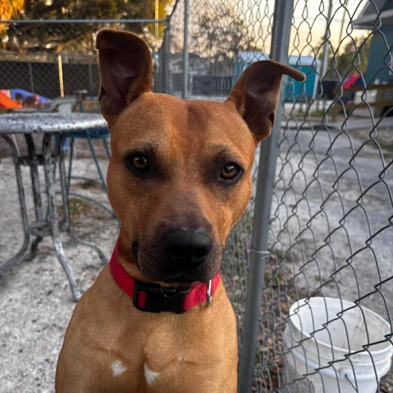 The Joker thumbnail 3