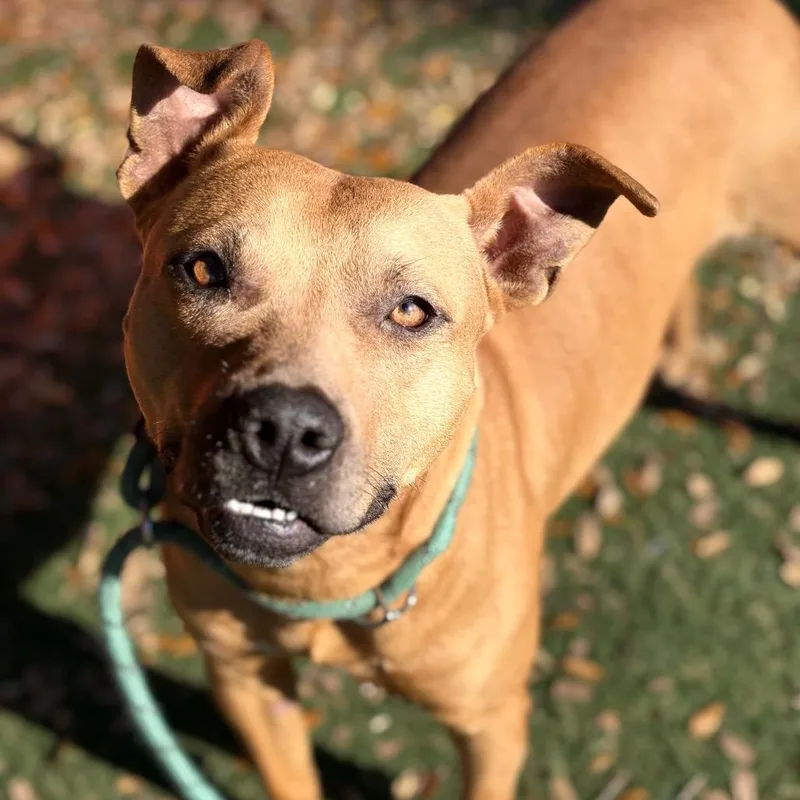 The Joker thumbnail 4