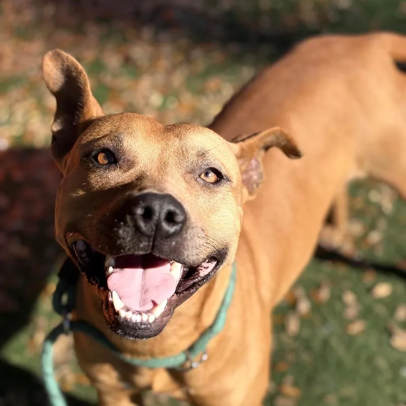 The Joker thumbnail 6