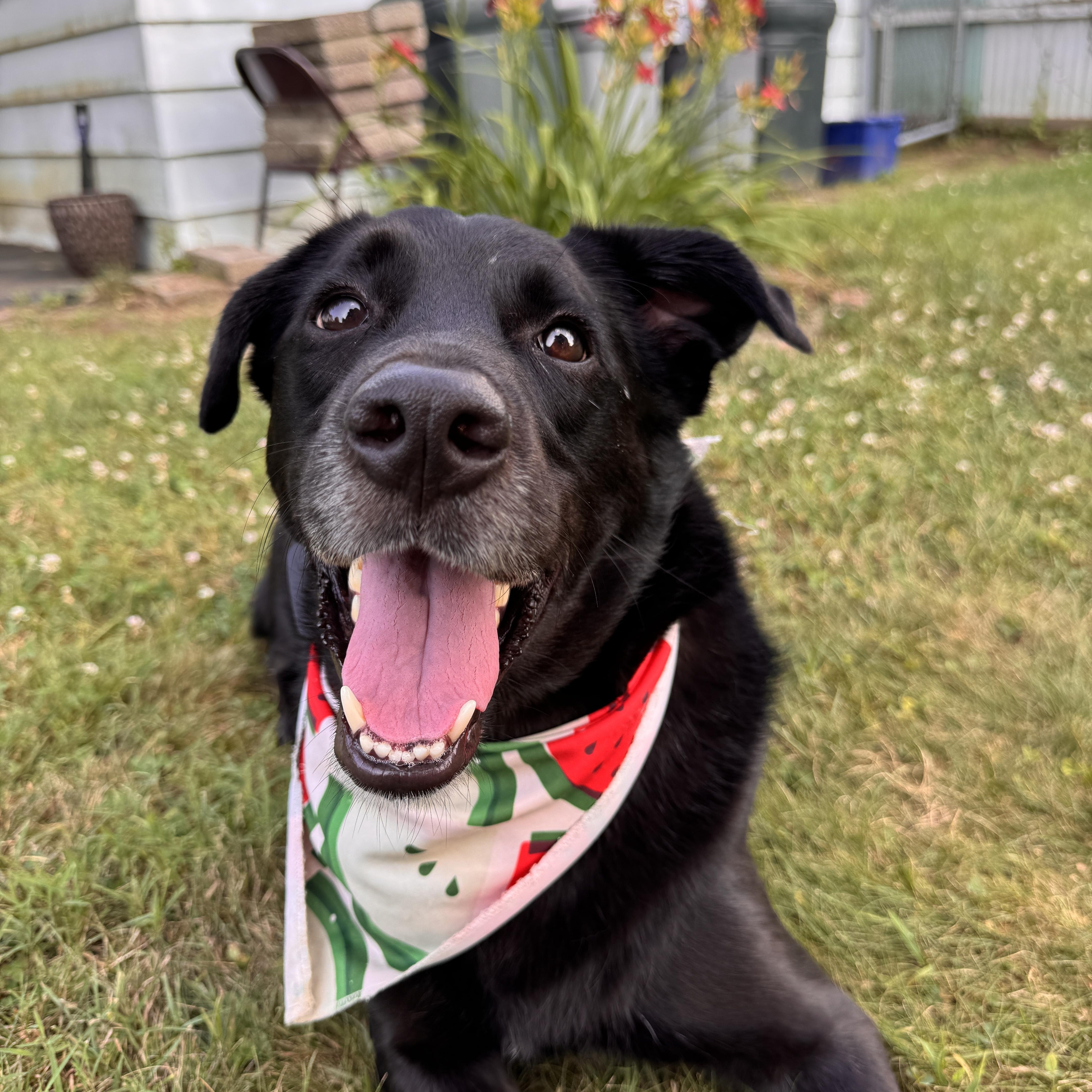 Finnegan thumbnail 2