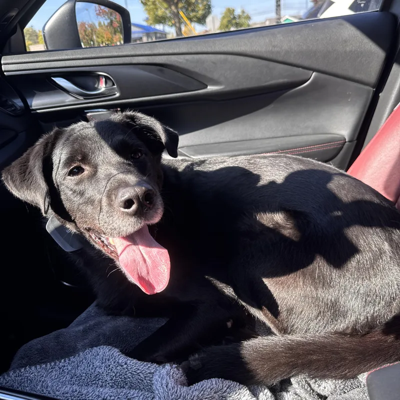 Finnegan thumbnail 3