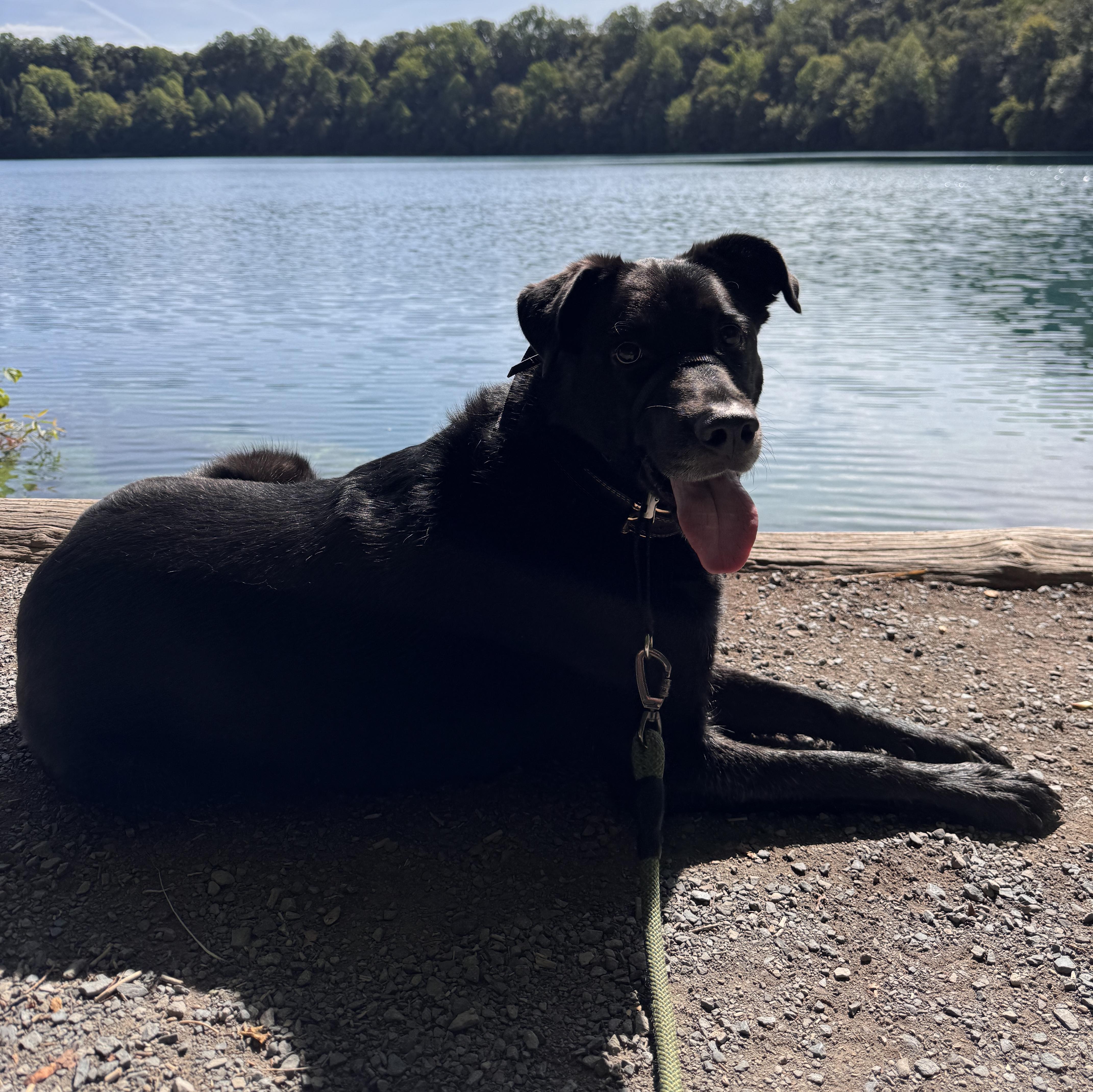 Finnegan thumbnail 4