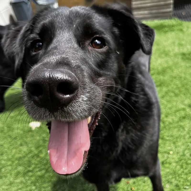 Finnegan thumbnail 5