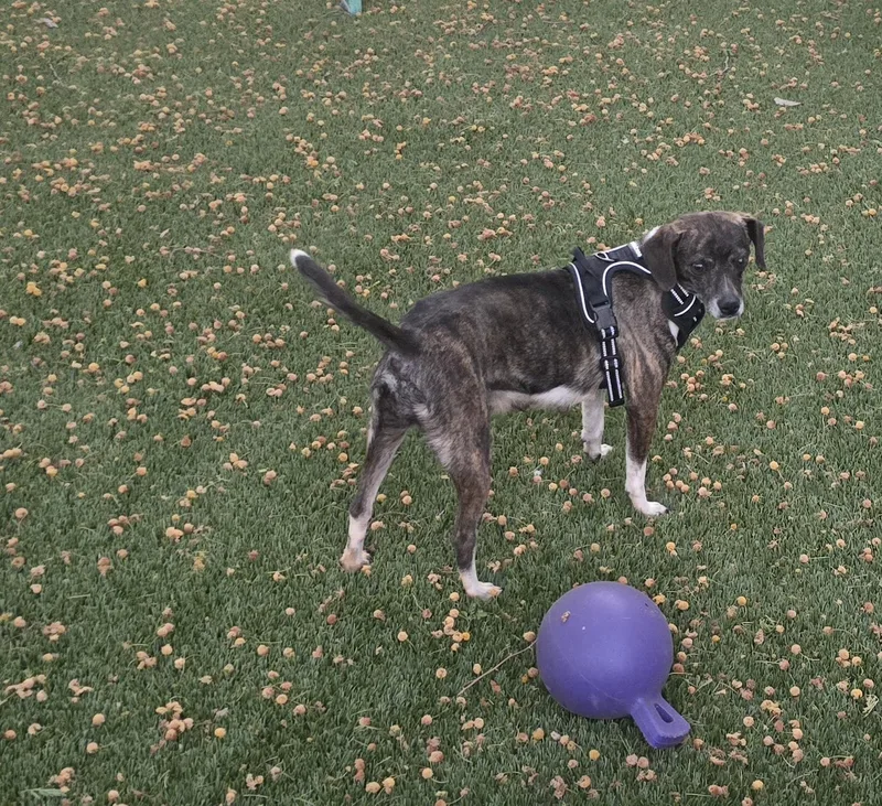 Viognier thumbnail 4