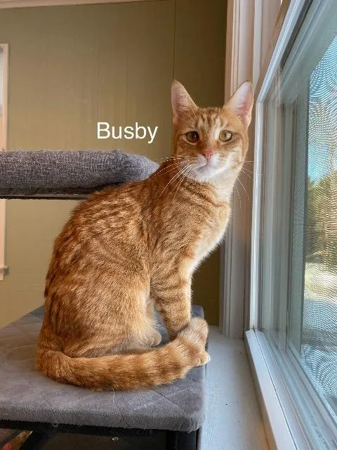 Busby