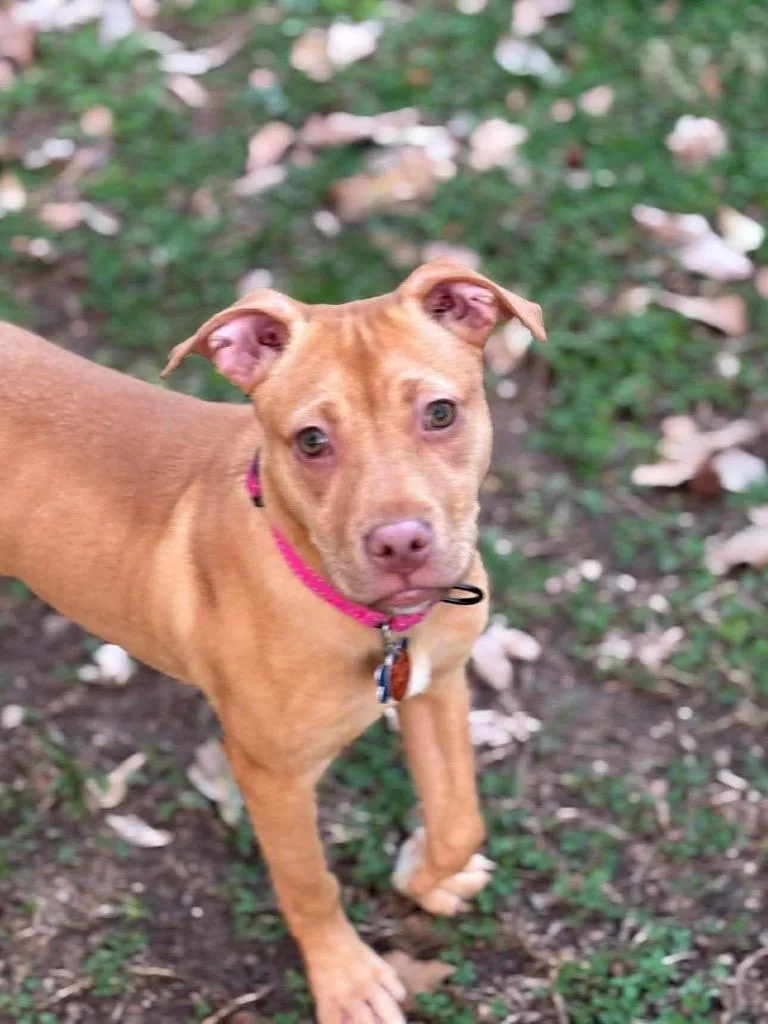 Poppy Little thumbnail 2