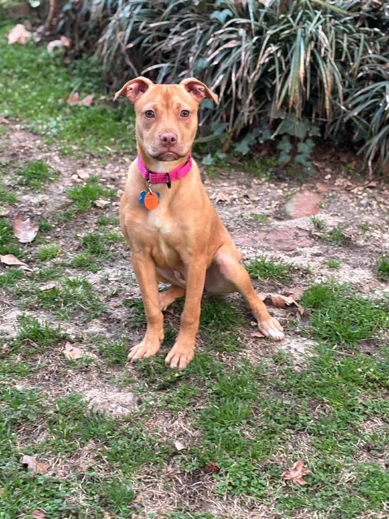 Poppy Little thumbnail 3