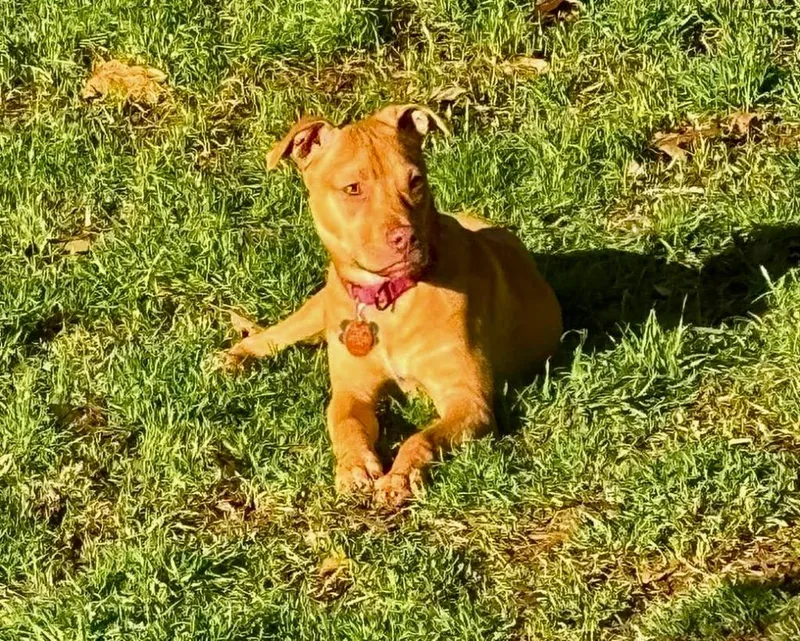 Poppy Little thumbnail 4