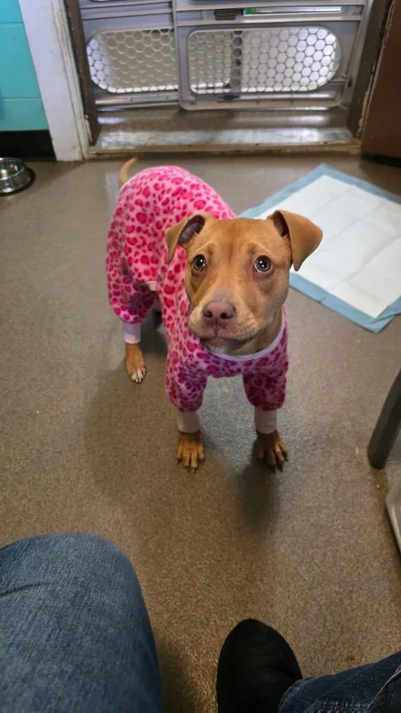 Poppy Little thumbnail 5