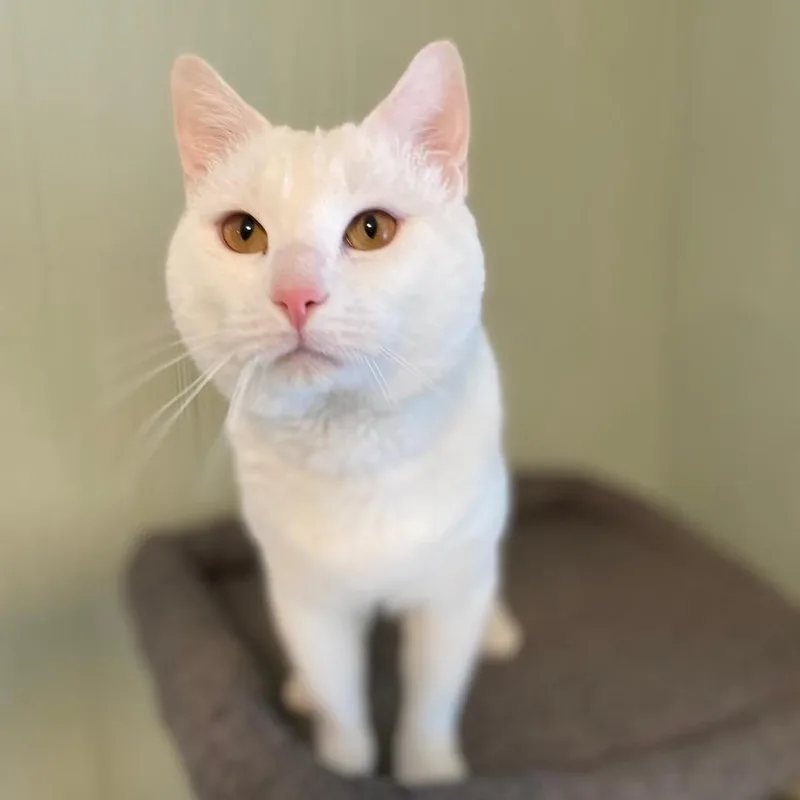 Reinhardt thumbnail 2