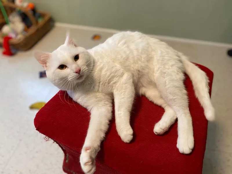 Reinhardt thumbnail 3