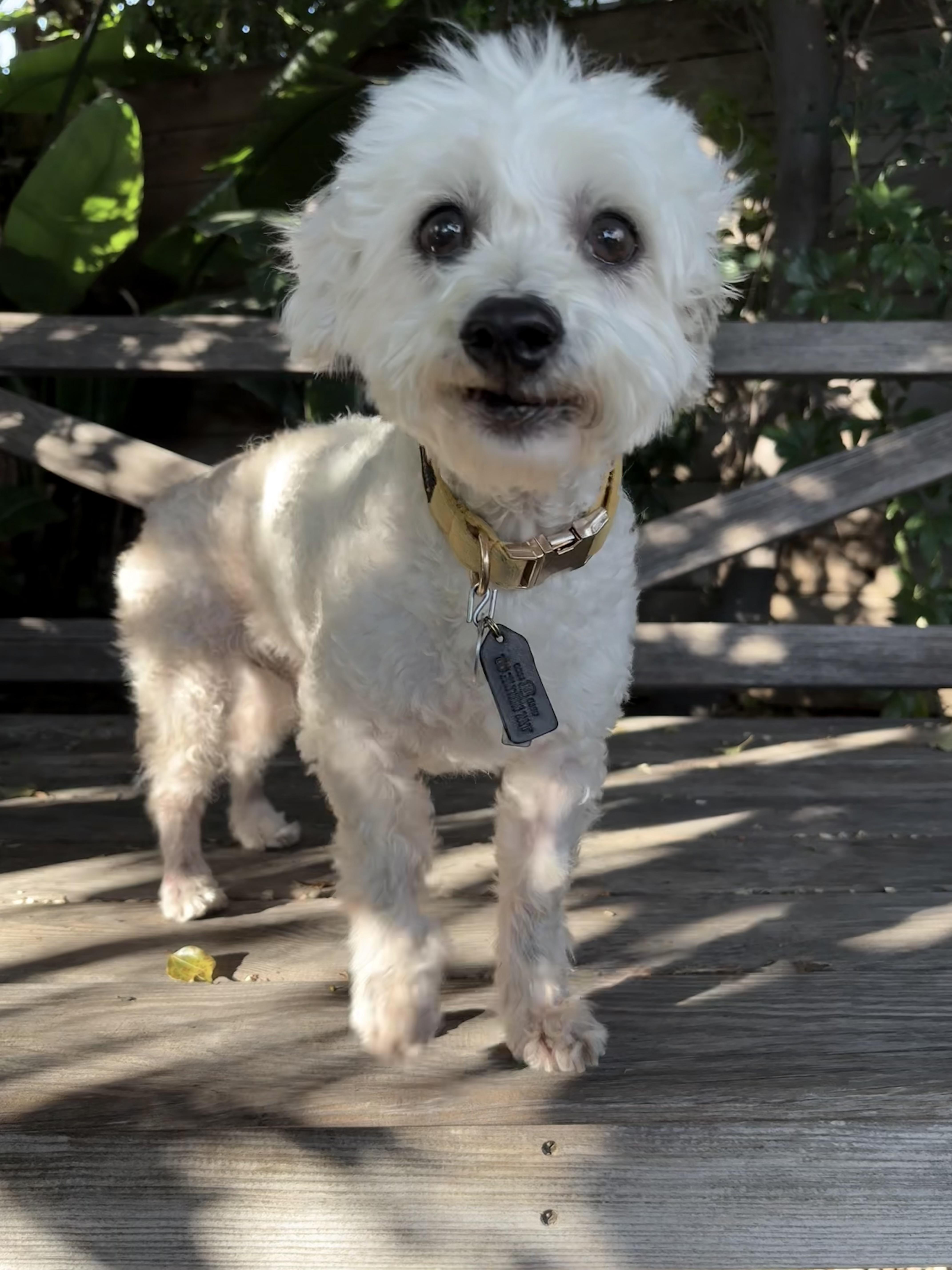 Garbanzo Bean thumbnail 2