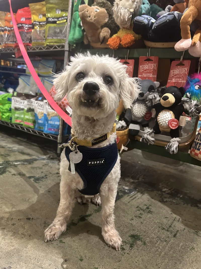 Garbanzo Bean thumbnail 3