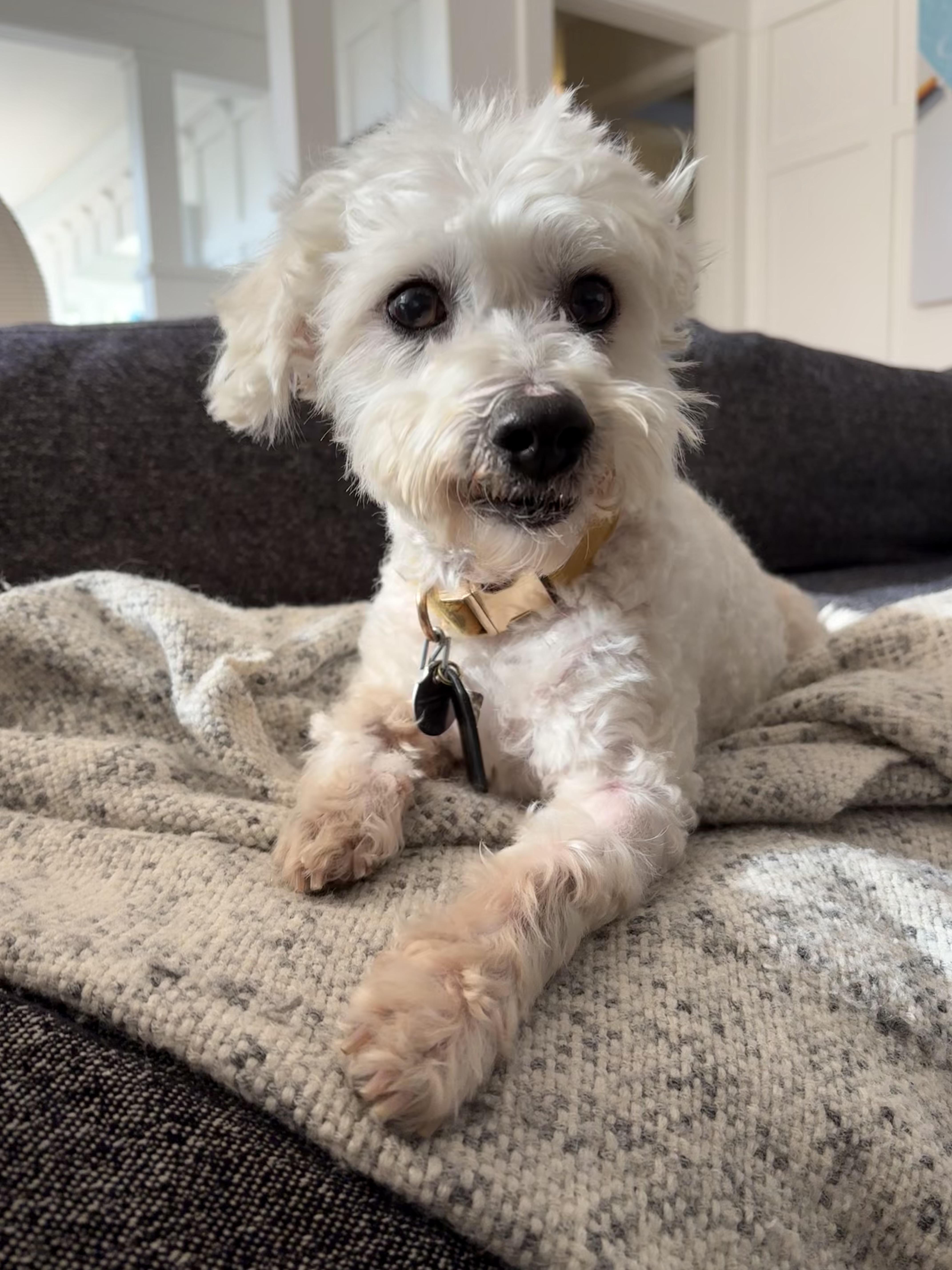 Garbanzo Bean thumbnail 4