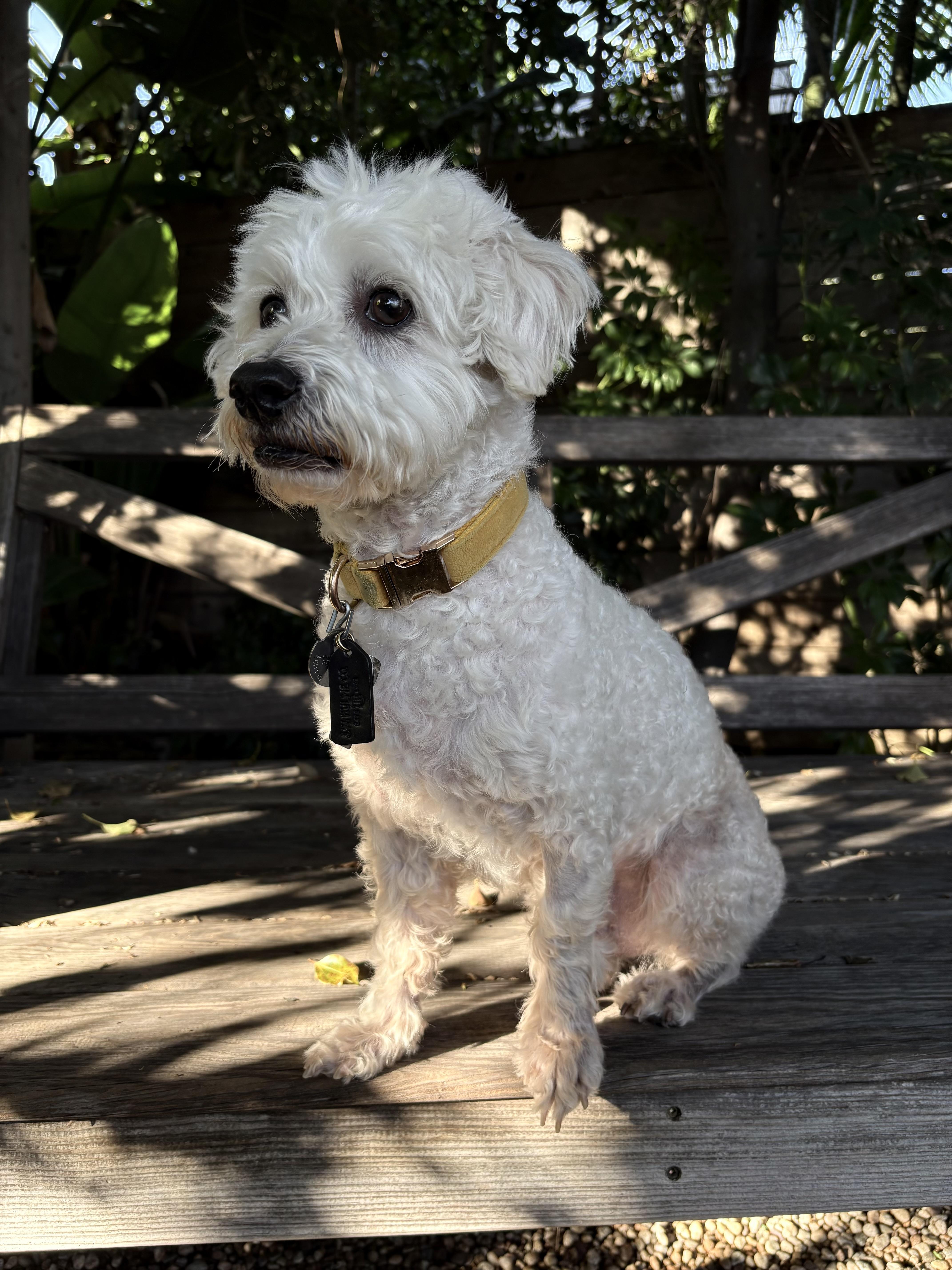 Garbanzo Bean thumbnail 5