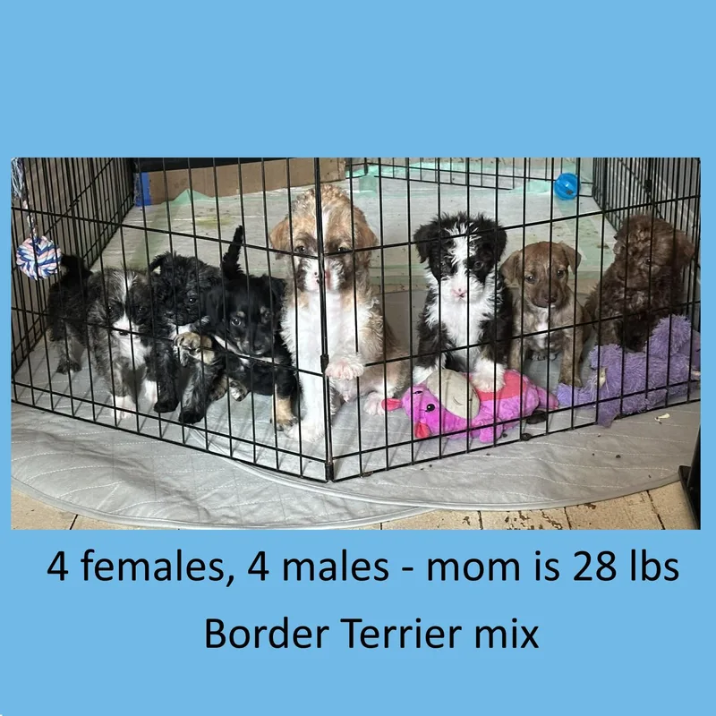 Nana's Border Terrier Mix thumbnail 2