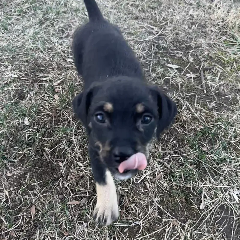 Nana's Border Terrier Mix thumbnail 3